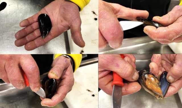 Aprire le cozze, mica facile: ecco tutti i passaggi per